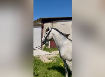 Francuski kuc wierzchowy, Ogier, 4 lat, 147 cm, Siwa