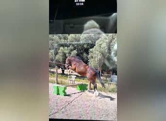 Francuski kuc wierzchowy, Ogier, 4 lat, Gniada