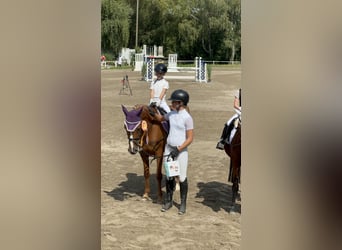 Francuski kuc wierzchowy, Wałach, 12 lat, 148 cm, Kasztanowata