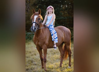 Francuski kuc wierzchowy, Wałach, 12 lat, 148 cm, Kasztanowata