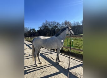 Francuski kuc wierzchowy, Wałach, 4 lat, 145 cm, Siwa