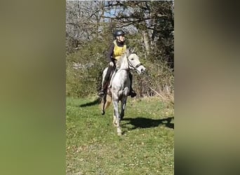 Francuski kuc wierzchowy, Wałach, 6 lat, 145 cm, Siwa