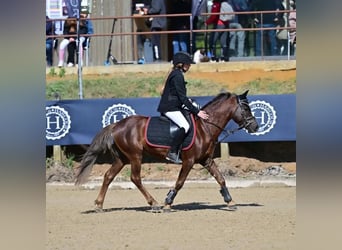 Francuski kuc wierzchowy, Wałach, 9 lat, 133 cm, Ciemnokasztanowata