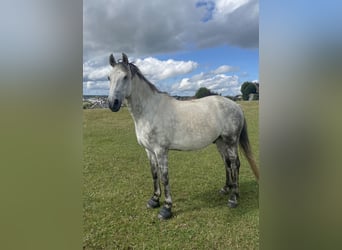 Francuski kuc wierzchowy Mix, Wałach, 10 lat, 147 cm, Siwa jabłkowita