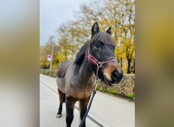 Francuski kuc wierzchowy, Wałach, 11 lat, 115 cm, Ciemnogniada