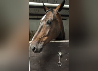 Franse draver, Hengst, 7 Jaar, 172 cm, Bruin