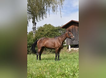 Franse draver, Merrie, 10 Jaar, 157 cm, Bruin