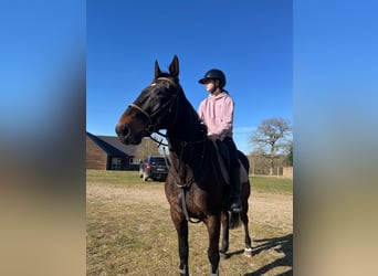 Franse draver, Merrie, 10 Jaar, 160 cm, Zwart