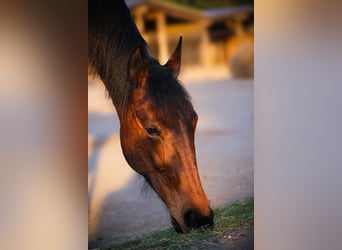 Franse draver, Merrie, 10 Jaar, 162 cm, Bruin