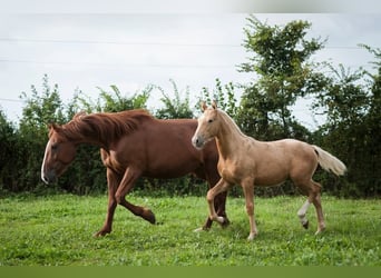 Franse draver, Merrie, 10 Jaar, 168 cm, Roodvos