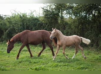 Franse draver, Merrie, 10 Jaar, 168 cm, Roodvos