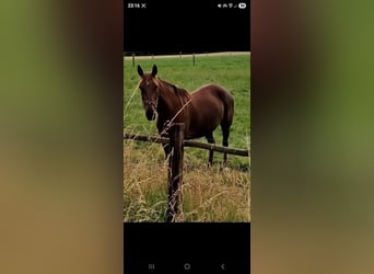 Franse draver, Merrie, 10 Jaar, 174 cm, Donkere-vos