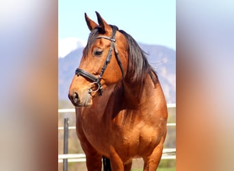 Franse draver, Merrie, 14 Jaar, 153 cm, Bruin