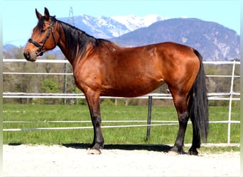 Franse draver, Merrie, 14 Jaar, 153 cm, Bruin