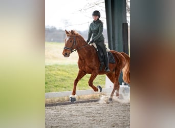 Franse draver, Merrie, 14 Jaar, 165 cm, Vos