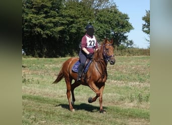 Franse draver, Merrie, 20 Jaar, 165 cm, Vos