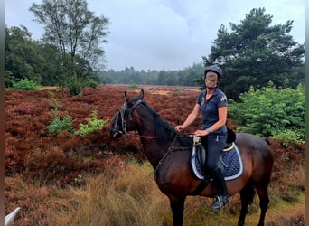 Franse draver, Merrie, 21 Jaar, 157 cm, Bruin