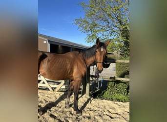 Franse draver, Merrie, 3 Jaar, 165 cm, Bruin