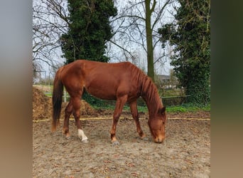 Franse draver, Merrie, 4 Jaar, 165 cm