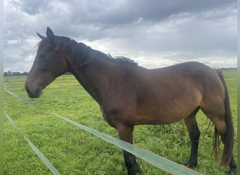 Franse draver Mix, Merrie, 5 Jaar, 160 cm, Donkerbruin