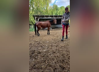 Franse draver, Merrie, 7 Jaar, 162 cm, Donkerbruin