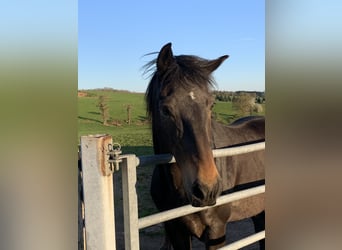 Franse draver, Ruin, 10 Jaar, 160 cm, Donkerbruin