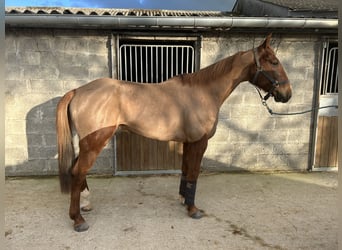 Franse draver, Ruin, 10 Jaar, 165 cm, Vos