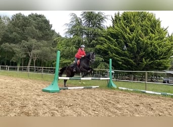 Franse draver, Ruin, 10 Jaar, 165 cm, Zwart