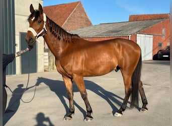 Franse draver, Ruin, 11 Jaar, 175 cm, Bruin