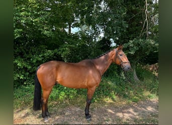 Franse draver, Ruin, 11 Jaar, 175 cm