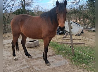Franse draver, Ruin, 12 Jaar, 158 cm, Bruin