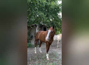 Franse draver, Ruin, 13 Jaar, 165 cm, Vos