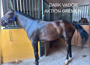 Franse draver, Ruin, 13 Jaar, 173 cm