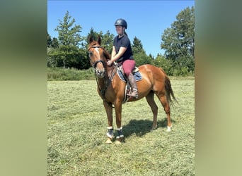 Franse draver, Ruin, 15 Jaar, 162 cm, Vos
