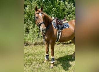 Franse draver, Ruin, 15 Jaar, 162 cm, Vos
