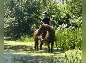 Franse draver, Ruin, 15 Jaar, 162 cm, Vos