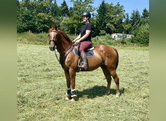 Franse draver, Ruin, 15 Jaar, 162 cm, Vos