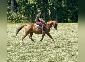 Franse draver, Ruin, 15 Jaar, 162 cm, Vos