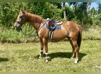 Franse draver, Ruin, 15 Jaar, 162 cm, Vos
