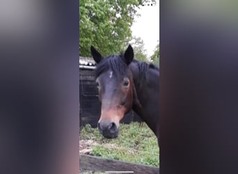Franse draver, Ruin, 17 Jaar, 160 cm, Donkerbruin