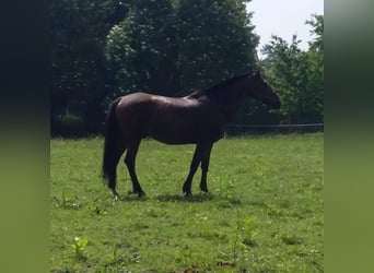 Franse draver, Ruin, 20 Jaar, 167 cm, Brauner