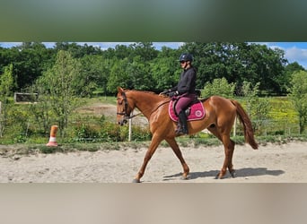 Franse draver, Ruin, 4 Jaar, 165 cm, Vos