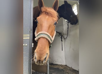 Französischer Traber, Wallach, 4 Jahre, 170 cm, Fuchs