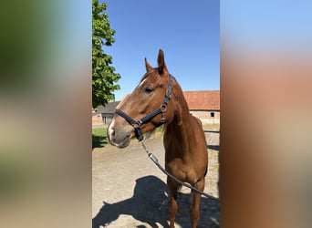 Franse draver, Ruin, 4 Jaar, 173 cm, Vos