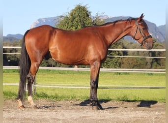 Franse draver, Ruin, 5 Jaar, 158 cm, Bruin