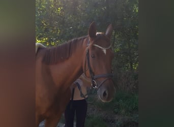 Franse draver, Ruin, 5 Jaar, 160 cm, Vos