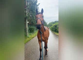 Franse draver, Ruin, 5 Jaar, 172 cm, Bruin