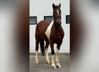 Franse draver, Ruin, 6 Jaar, 158 cm, Gevlekt-paard