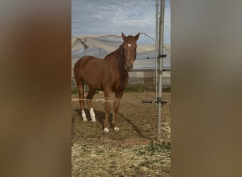 Franse draver, Ruin, 6 Jaar, 165 cm