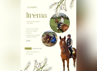Franse draver, Ruin, 7 Jaar, 161 cm, Vos